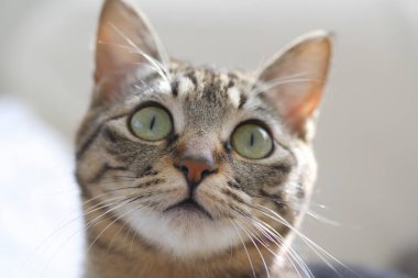 Şirin bir kedinin portresi 