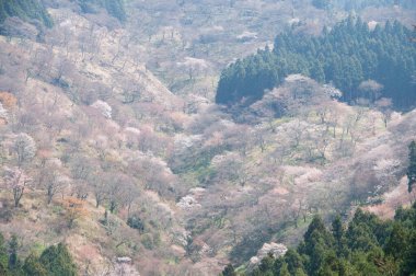 Japonya 'nın Nara ilindeki Yoshinoyama Dağı' nın ünlü kiraz çiçekleri.. 