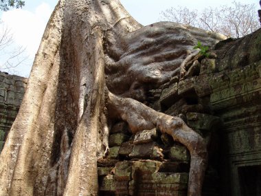 Angkor Wat tapınağındaki harabelerin üzerinde büyük ağaç kökü büyüyor.