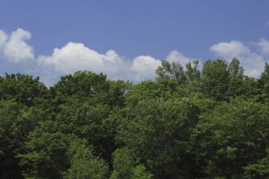Gündüz vakti mavi bulutlu gökyüzünün altındaki yeşil ağaçlar 