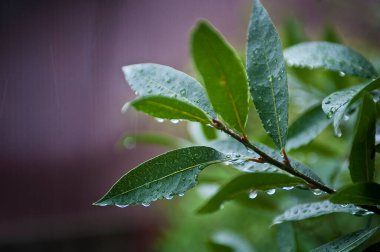 Su damlalı yeşil yapraklar, yakın görüş