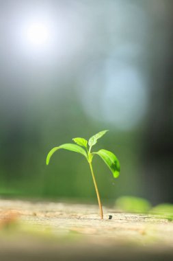 Bulanık doğal arka planda büyüyen yeşil bitkinin yakın plan görüntüsü   