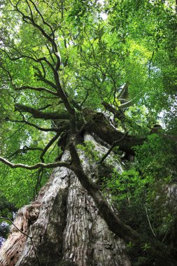 Güzel ormandaki yüksek yeşil ağaçların alçak açılı görüntüsü      
