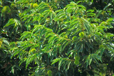 Bahçedeki ağaçların yeşil yaprakları          