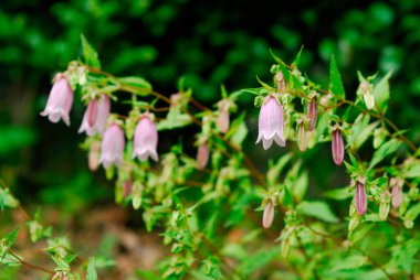 Baharda bahçede çiçekler