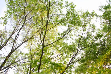 Ağaç dalları doğa