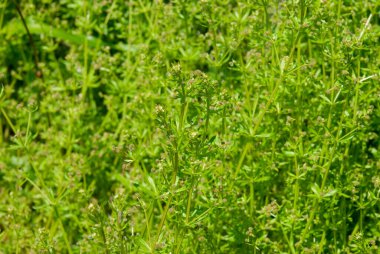 Bahçenin arka planında taze yeşil çimenler.