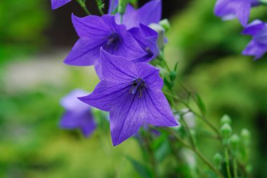 Bahçedeki güzel çiçekler