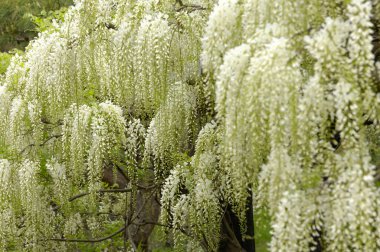 Japon bahçesinin Wisteria ağacıyla güzel bir fotoğrafı.