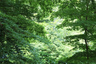 Yaz ormanlarında yeşil bitkiler, gündüz manzarası 