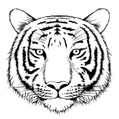 Beyaz arka planda kaplanın el çizimi