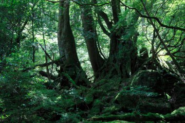 Ormanda yeşil ağaçlar.