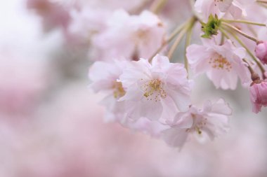 Bahçedeki güzel pembe sakura çiçeklerinin yakın çekimi. 