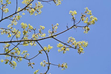 Genç yeşil filizlenir ve tomurcuklanır bir bahar ağacının brunch 'ında 