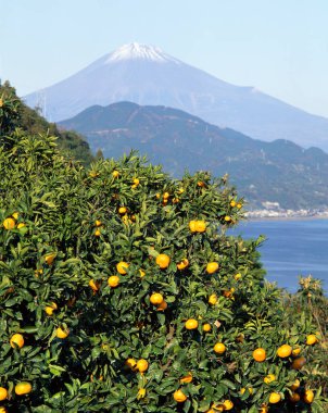 Dağın yanında yetişen portakal ağaçları ve su