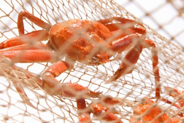 Beyaz arkaplanda ağ üzerinde yengeçler.