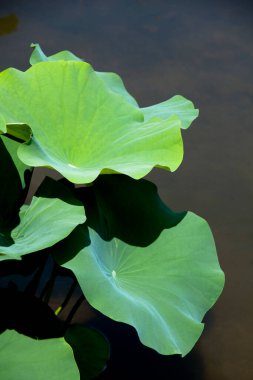 Bahçede yetişen güzel bitkiler