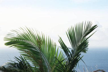 Palmiye yaprakları ve mavi gökyüzü arka planına sahip deniz kıyıları