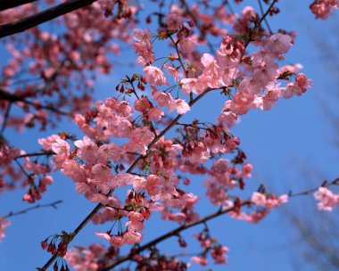 Japonya 'da sakura çiçekleri