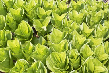 Vadinin güzel yeşil yaprakları. Bahar bahçesinin arka planı. Doğal arkaplan, duvar kağıdı.