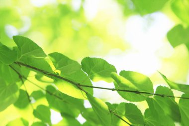 yeşil yapraklar, bitki örtüsü ve doğa