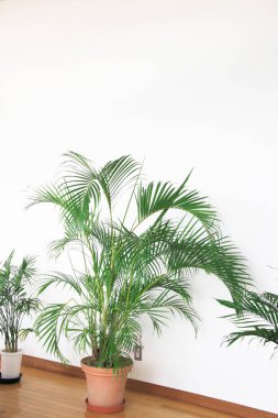Uzun yeşil saksı bitkileri beyaz duvarlara karşı.