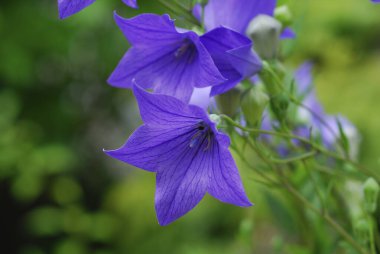 Bahçedeki güzel çiçekler