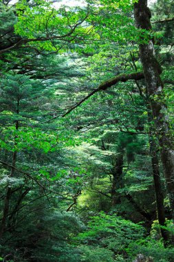the beautiful forest in the mountains