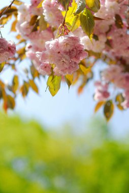 Mavi gökyüzünün arka planında güzel pembe sakura çiçekleri.
