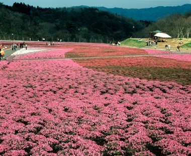 Bahçedeki güzel çiçekler