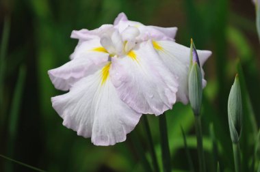 Bahçede beyaz çiçekler