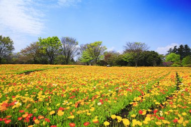 Lale çiçekleriyle güzel bir bahar bahçesi 