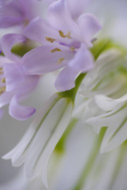 güzel beyaz çiçeklerin atış kapatın