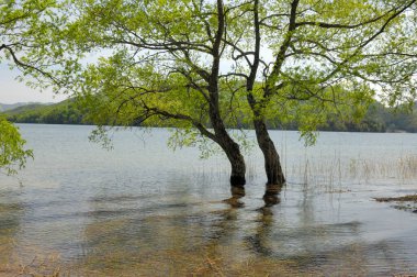 Yeşil sakin bir ormandaki bir nehrin manzarası