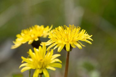 Bahçedeki güzel çiçekler