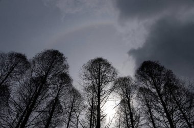 Ormanın güzel manzarası