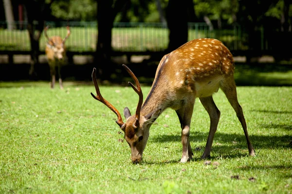 日本奈良国家公园鹿群 — 图库照片