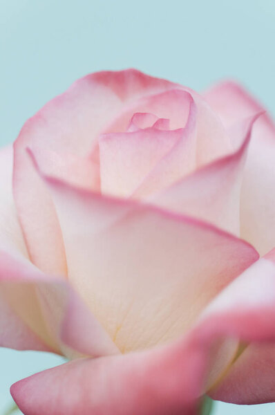 Pink rose with dew drops, close - up, soft focus, soft focus, soft focus