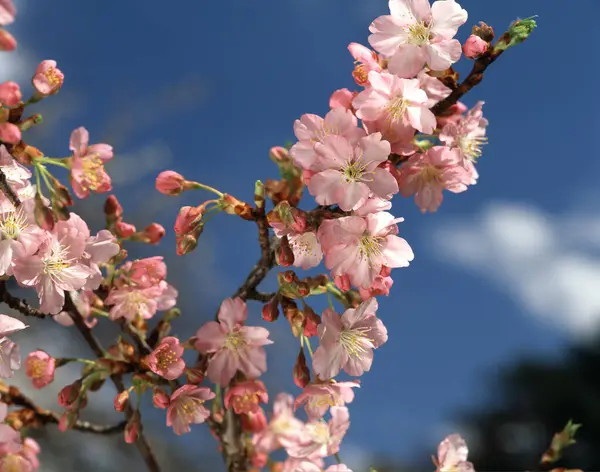 Ağaç dallarında pembe sakura çiçekleri