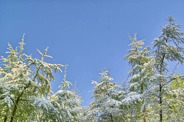 Zielone Gałęzie Drzew Pokryte Śniegiem — Zdjęcie stockowe
