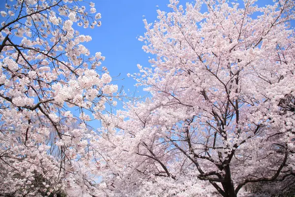 İlkbaharda kiraz çiçekleri, sakura ağaçları                