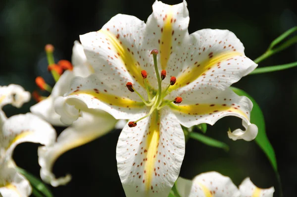 Квіти Лілій Цвітуть Саду — стокове фото
