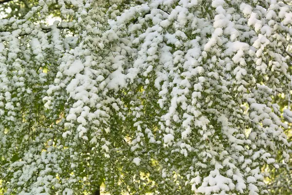 Groene Takken Van Bomen Bedekt Met Sneeuw — Stockfoto