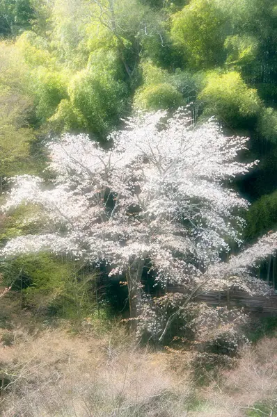 Güzel botanik fotoğrafı, doğal duvar kağıdı.