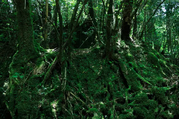 Зеленые Деревья Лес — стоковое фото