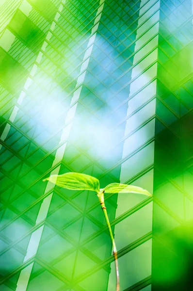 green plant on modern building background