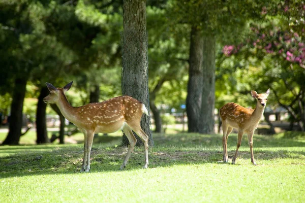Ciervo Parque Nacional Nara Japón —  Fotos de Stock
