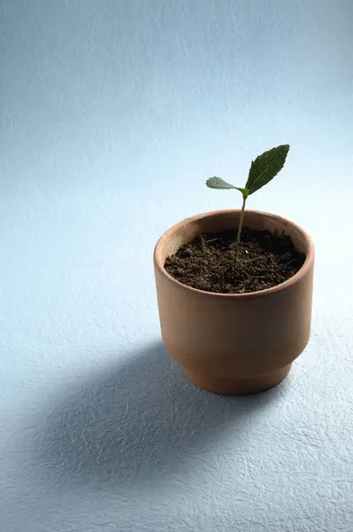 小さな鍋で育つ若い緑の植物 — ストック写真