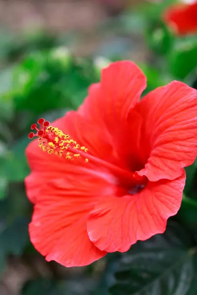 Červená Květina Zahradě — Stock fotografie