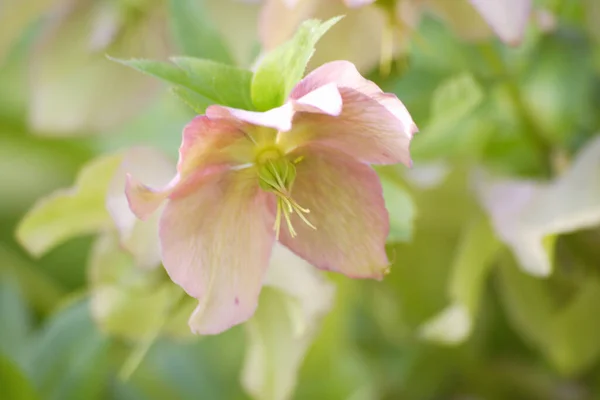 Поле Красивих Квітів Фоні Природи — стокове фото